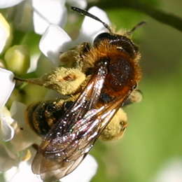 Rotschopfige Sandbiene