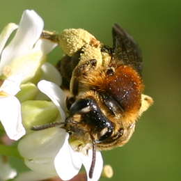 Rotschopfige Sandbiene