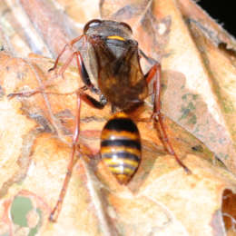 Orientalische Mauerwespe