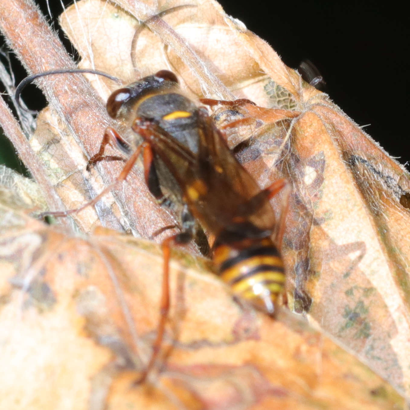 Orientalische Mauerwespe