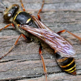 Orientalische Mauerwespe