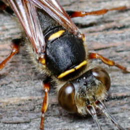 Orientalische Mauerwespe