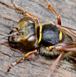 Orientalische Mauerwespe