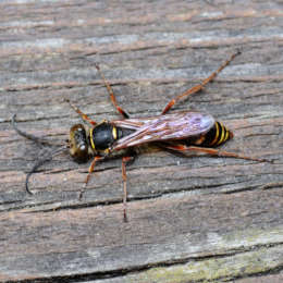 Orientalische Mauerwespe