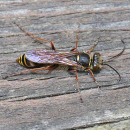 Orientalische Mauerwespe