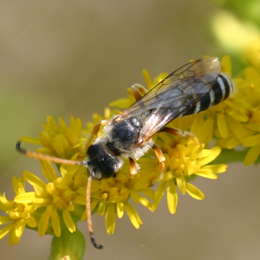 Sechsbindige Furchenbiene