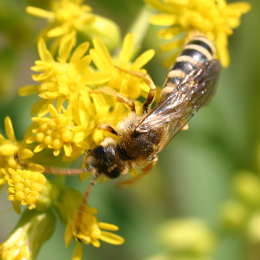 Sechsbindige Furchenbiene