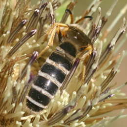 Sechsbindige Furchenbiene