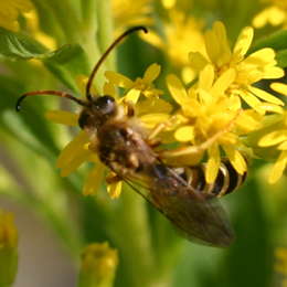 Sechsbindige Furchenbiene