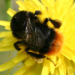Steinhummel