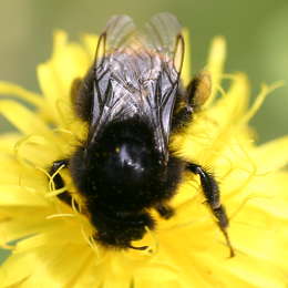 Steinhummel