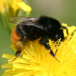 Steinhummel