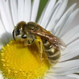 Verkannte Goldfurchenbiene