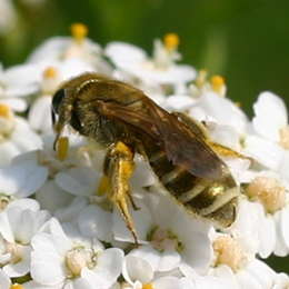 Verkannte Goldfurchenbiene