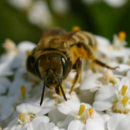 Verkannte Goldfurchenbiene