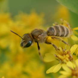 Verkannte Goldfurchenbiene