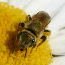 Verkannte Goldfurchenbiene