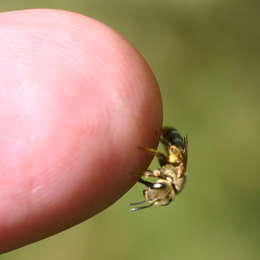 Verkannte Goldfurchenbiene