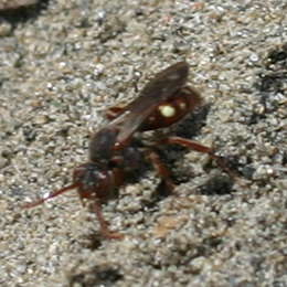 Weissfleckige Wespenbiene