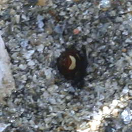 Weissfleckige Wespenbiene