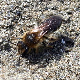 Gewöhnliche Zwergsandbiene