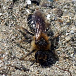 Gewöhnliche Zwergsandbiene