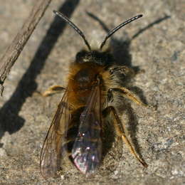 Gewöhnliche Zwergsandbiene