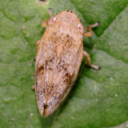Wiesenschaumzikade